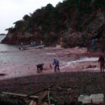 Dolphin slaughter